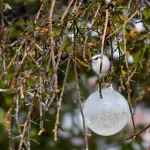 Des orites dans mon jardin : je découvre enfin qui sont ces petits oiseaux