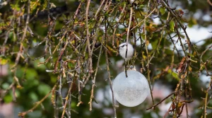 Des orites dans mon jardin : je découvre enfin qui sont ces petits oiseaux
