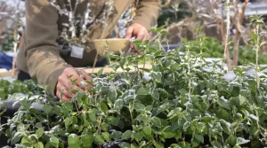 Elle passe l’hiver dehors et finit dans vos assiettes : la plante qu’on devrait tous semer au jardin