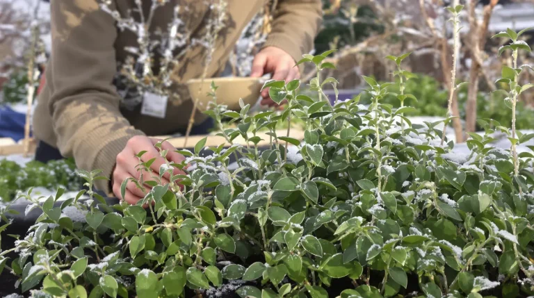 Elle passe l’hiver dehors et finit dans vos assiettes : la plante qu’on devrait tous semer au jardin Elle passe l’hiver dehors et finit dans vos assiettes : la plante qu’on devrait tous semer au jardin